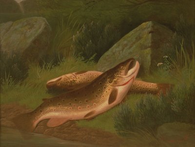 Brown Trout by A. Roland Knight